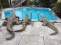 crocodile-en-resine-piscine-classique-D20-006