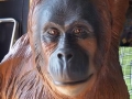 orang outan animaux en résine classique  006