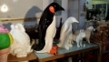 pingouin en résine classique  008
