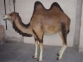 Dromadaire chameau animaux en résine classique  015