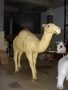 Dromadaire chameau animaux en résine classique  001