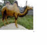 Dromadaire chameau animaux en résine classique  009