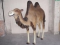 Dromadaire chameau animaux en résine classique  016