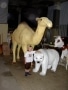 Dromadaire chameau animaux en résine classique  011