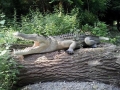Crocodile animaux en résine classique  018
