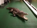 Crocodile animaux en résine classique  029