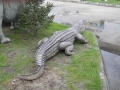 Crocodile animaux en résine classique  049