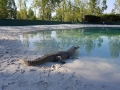 Crocodile animaux en résine classique  031