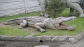 Crocodile animaux en résine classique  036