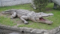 Crocodile animaux en résine classique  038