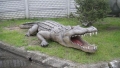 Crocodile animaux en résine classique  050