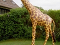 Girafe animaux en résine classique  127