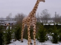 Girafe animaux en résine classique  132