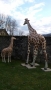 Girafe animaux en résine classique  119