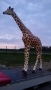 Girafe animaux en résine classique  121