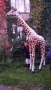 Girafe animaux en résine classique  134