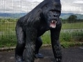 gorille en résine design 012