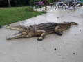 crocodile en résine classique 002
