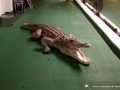 crocodile en résine classique 027