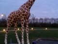 girafe en résine classique 009