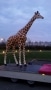 girafe en résine classique 009
