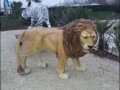 lion en resine classique 003