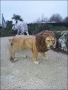 lion en resine classique 003