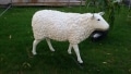 mouton  en résine classique       003