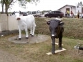 vache en résine design 095