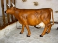 vache  en résine classique   004