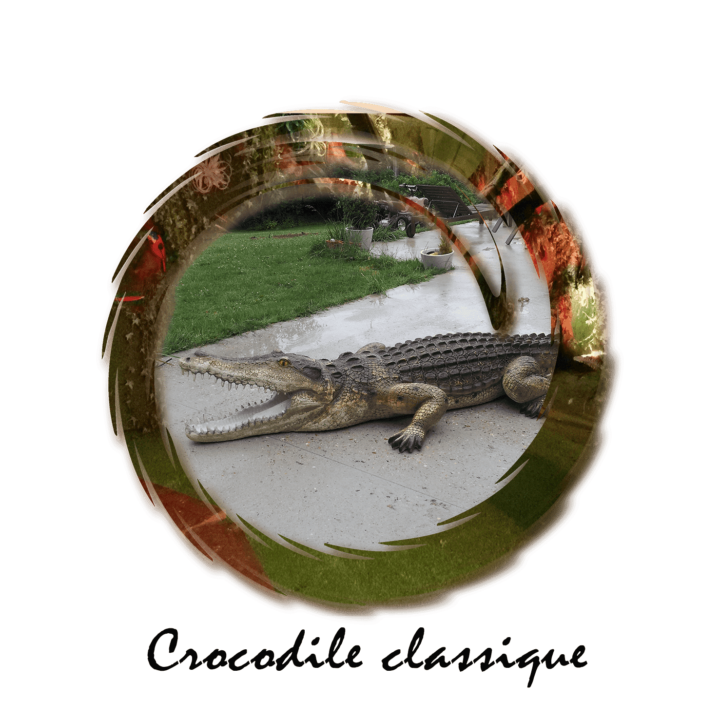 crocodile classique