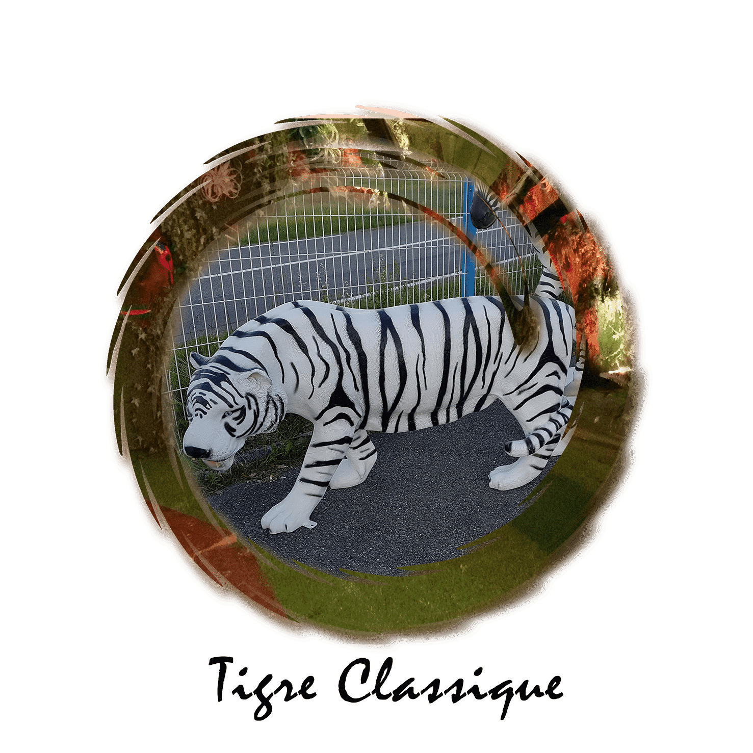 tigre classique