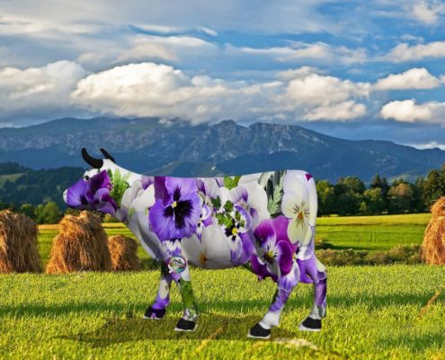 vache flower