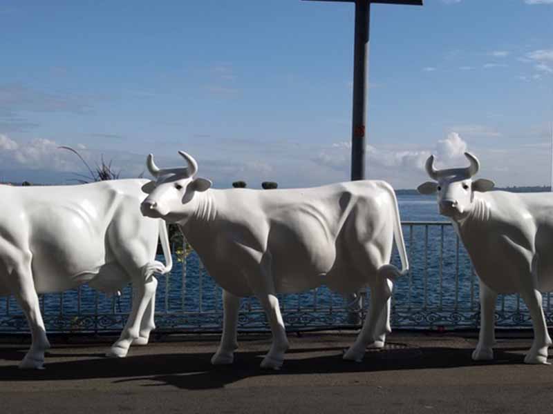 vache blanche geneve